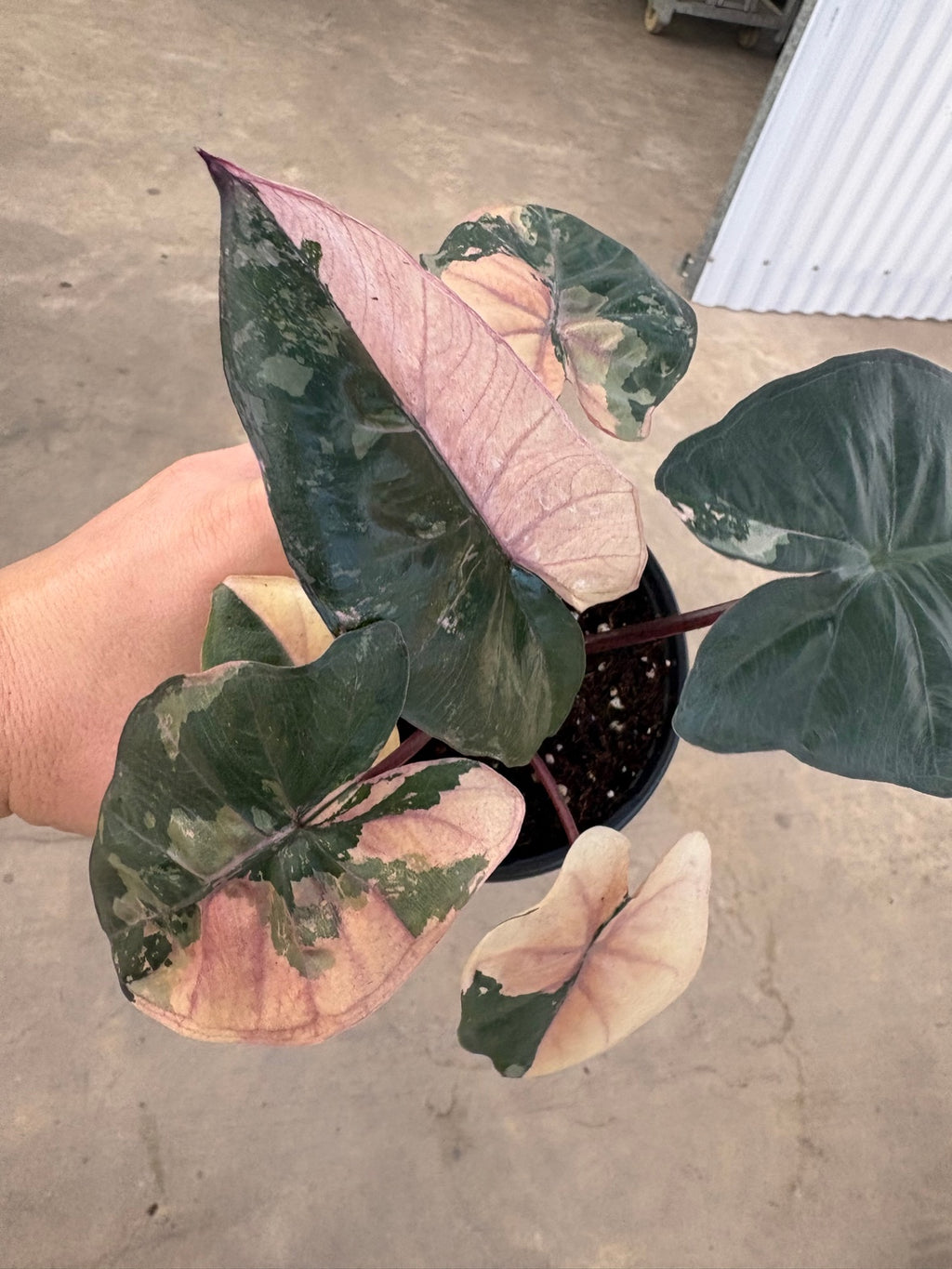 Pink Yucatan Princess Alocasia