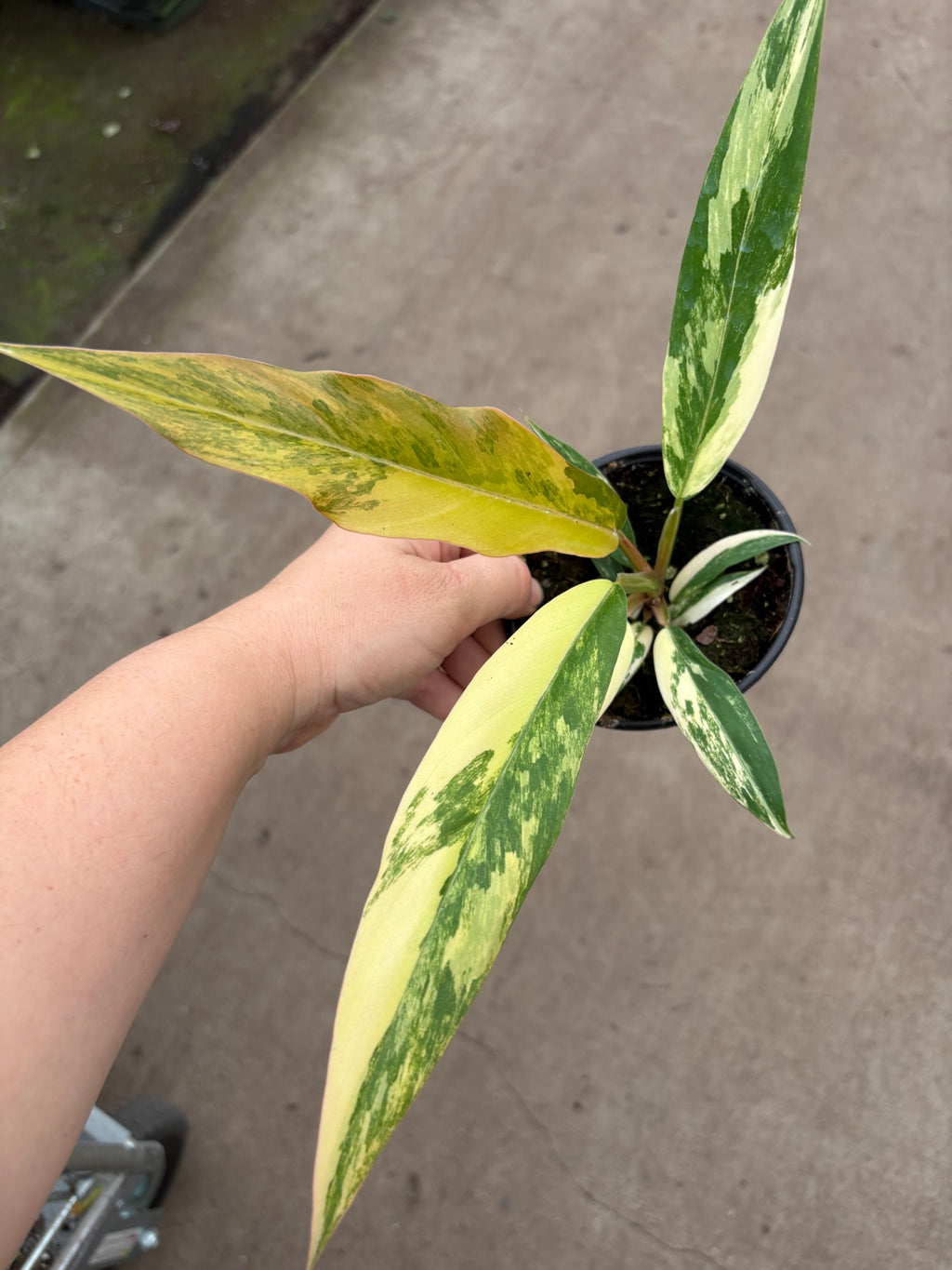 Caramel Marble Philodendron