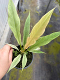 Ring of Fire Mint Philodendron