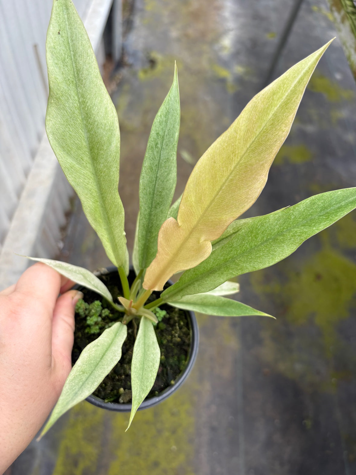 Ring of Fire Mint Philodendron