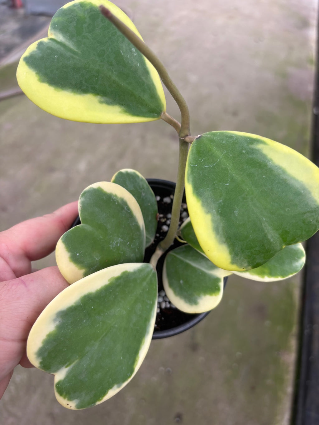 Outer Variegated Hoya Kerri Heart