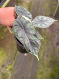 Dragon Scale Alocasia