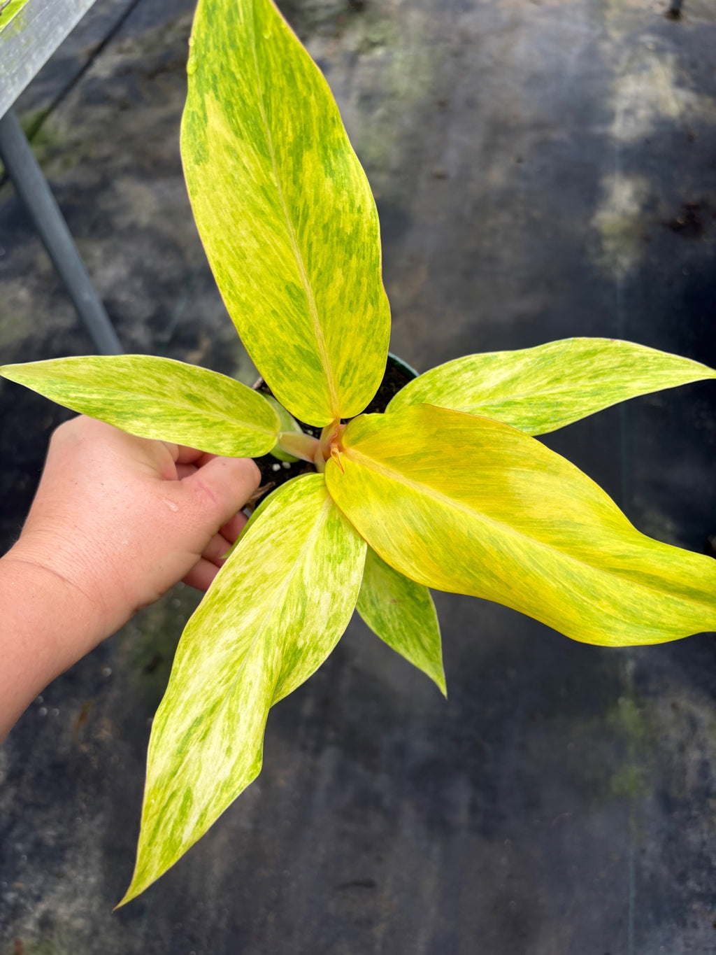 Philodendron Orange Marmalade
