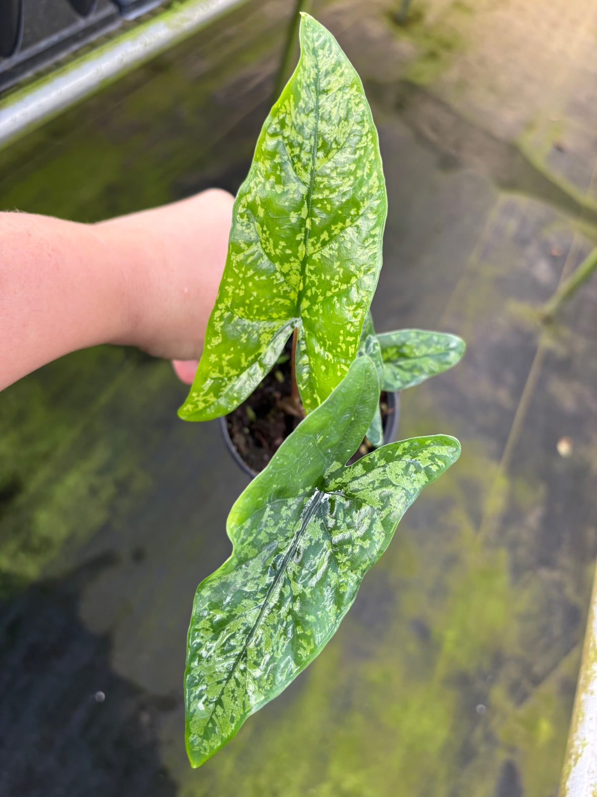 Alocasia Shattered Glass