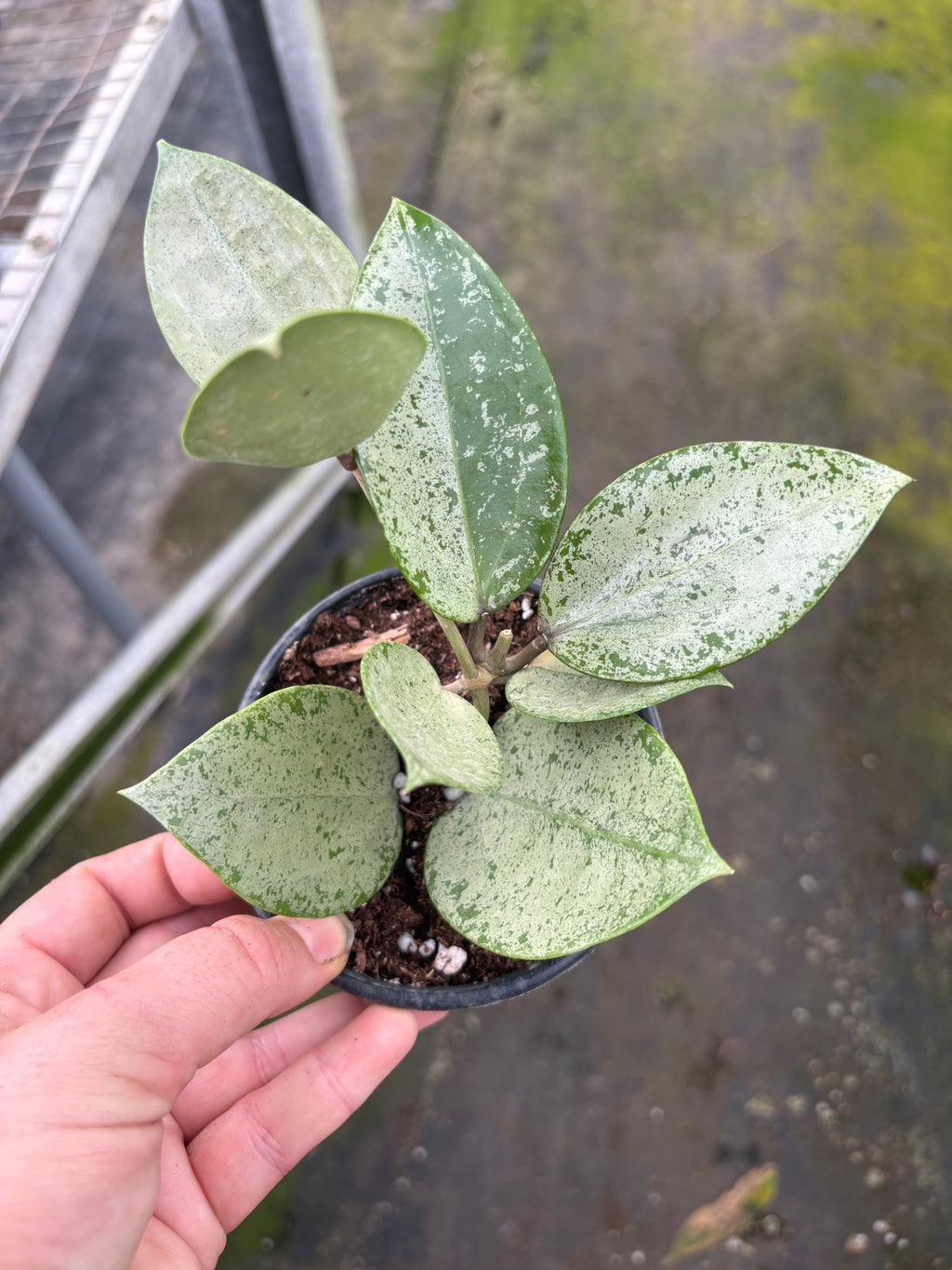 Hoya Silver Heart