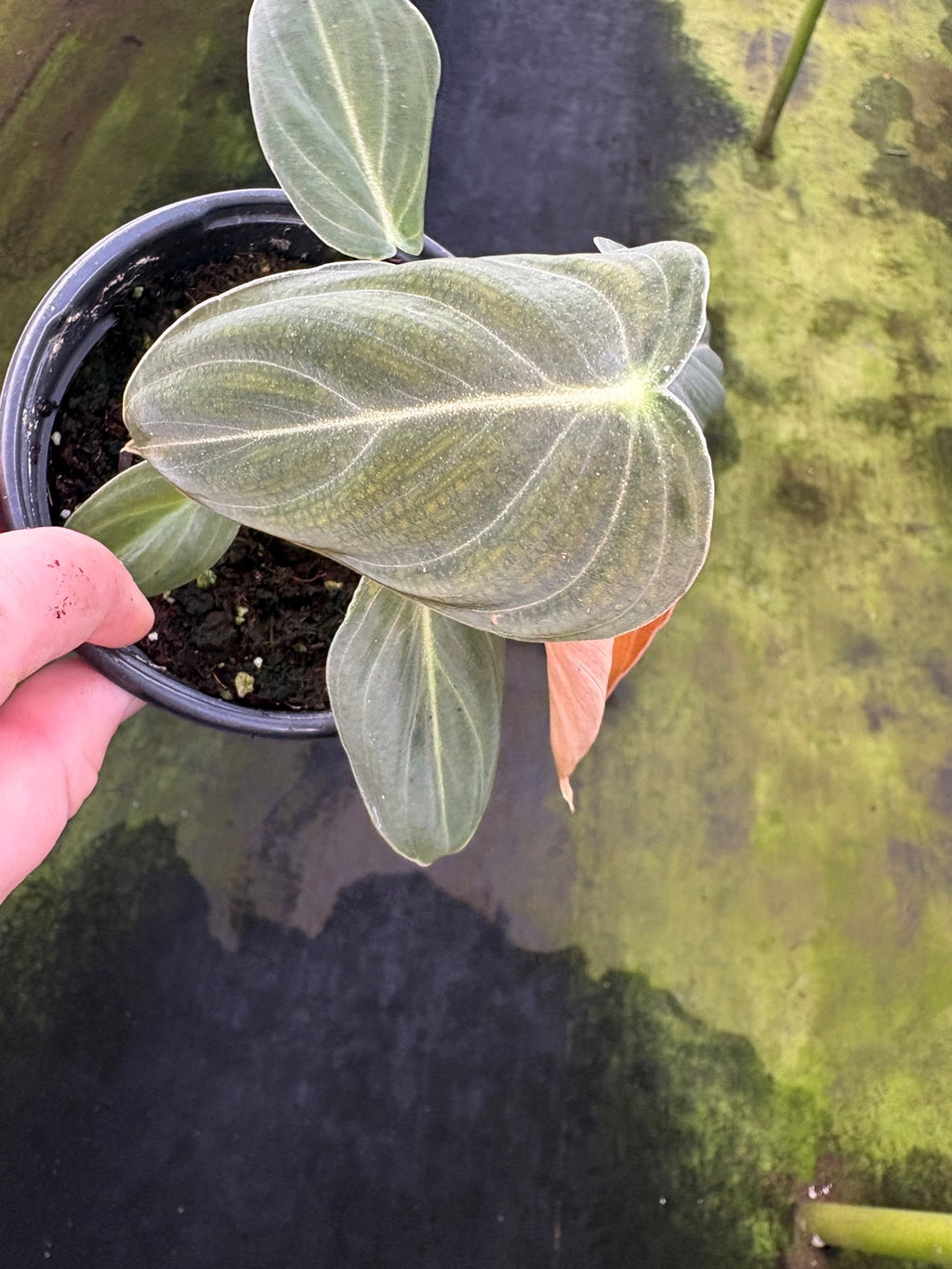 Philodendron Melanochrysum