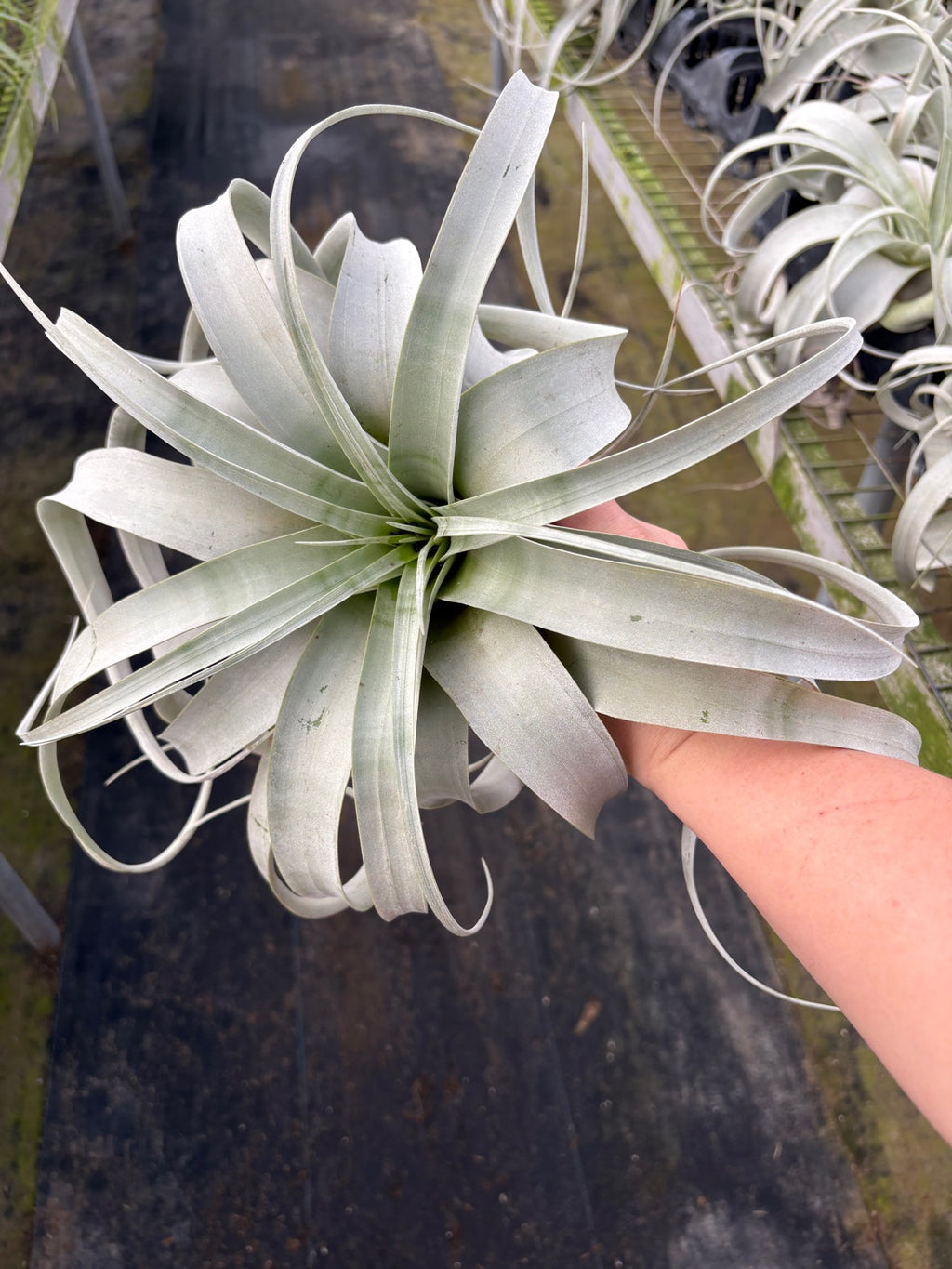 Airplant Tillandsia Xerographica