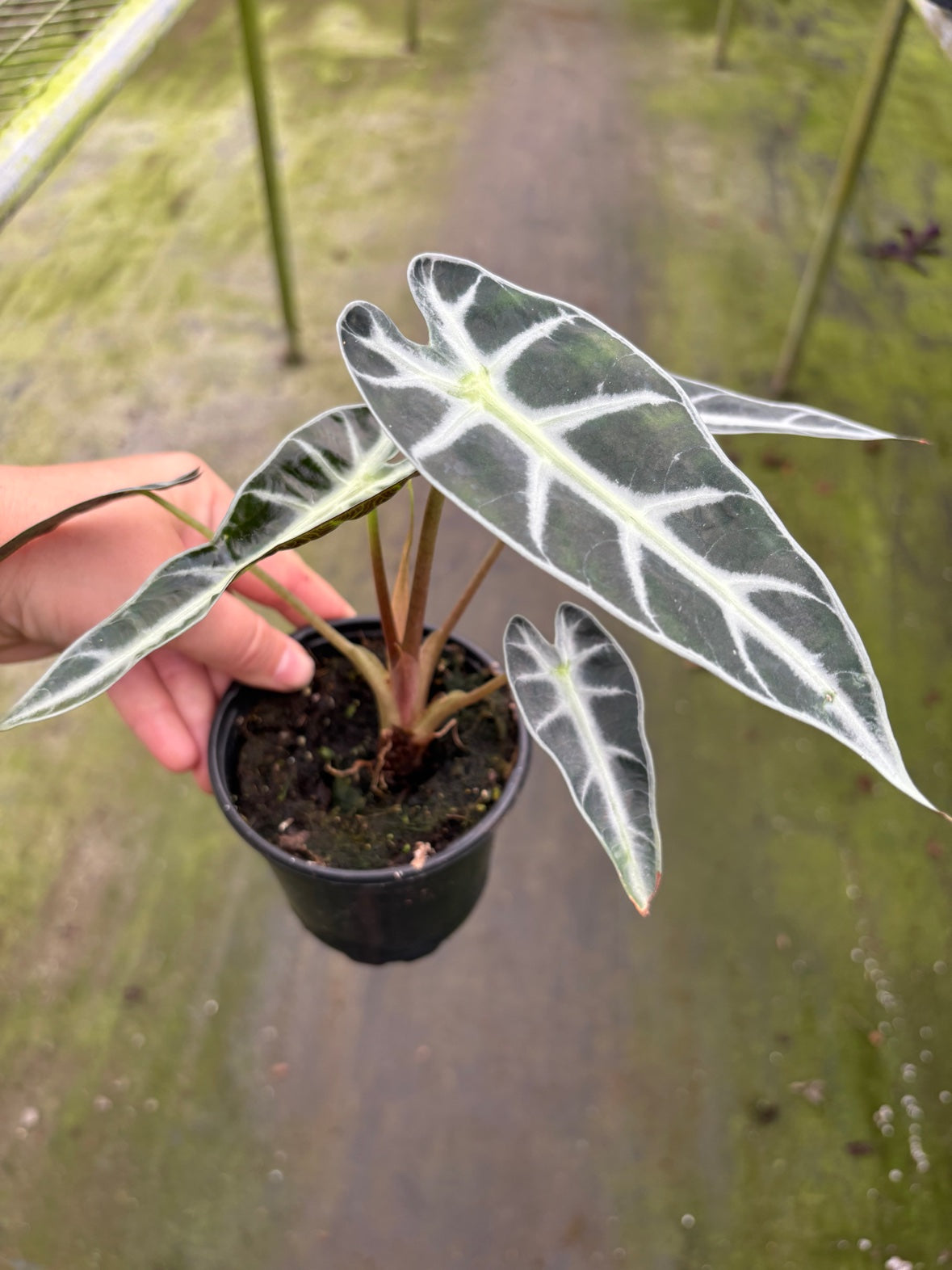 Alocasia Bambino