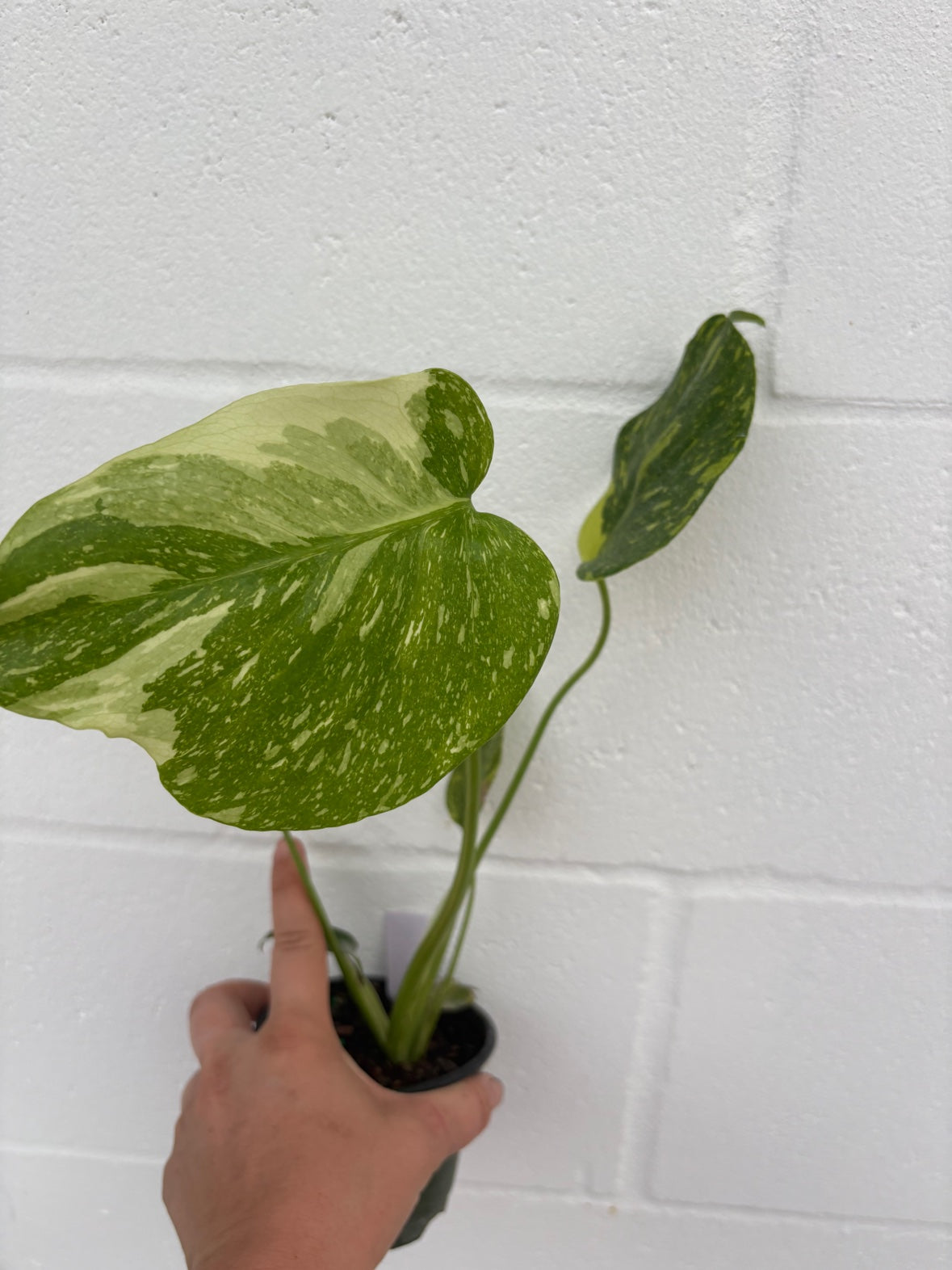 Monstera Electrolyte