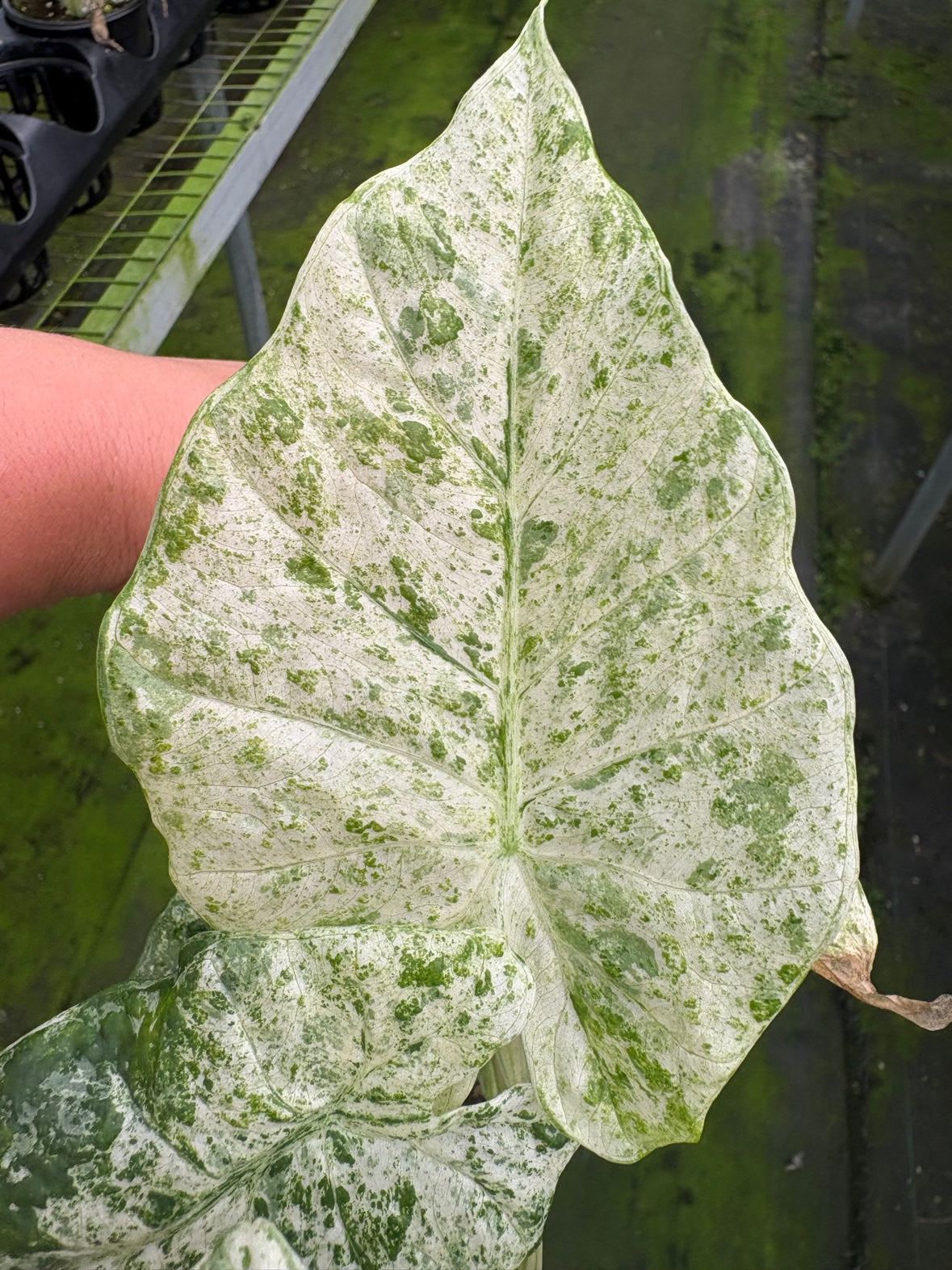 Alocasia Odora Batik