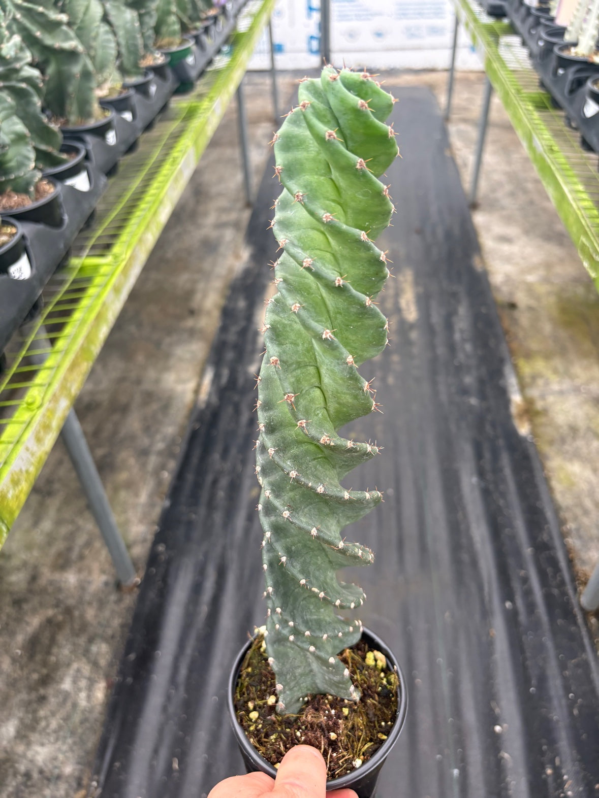 Spiral Cactus