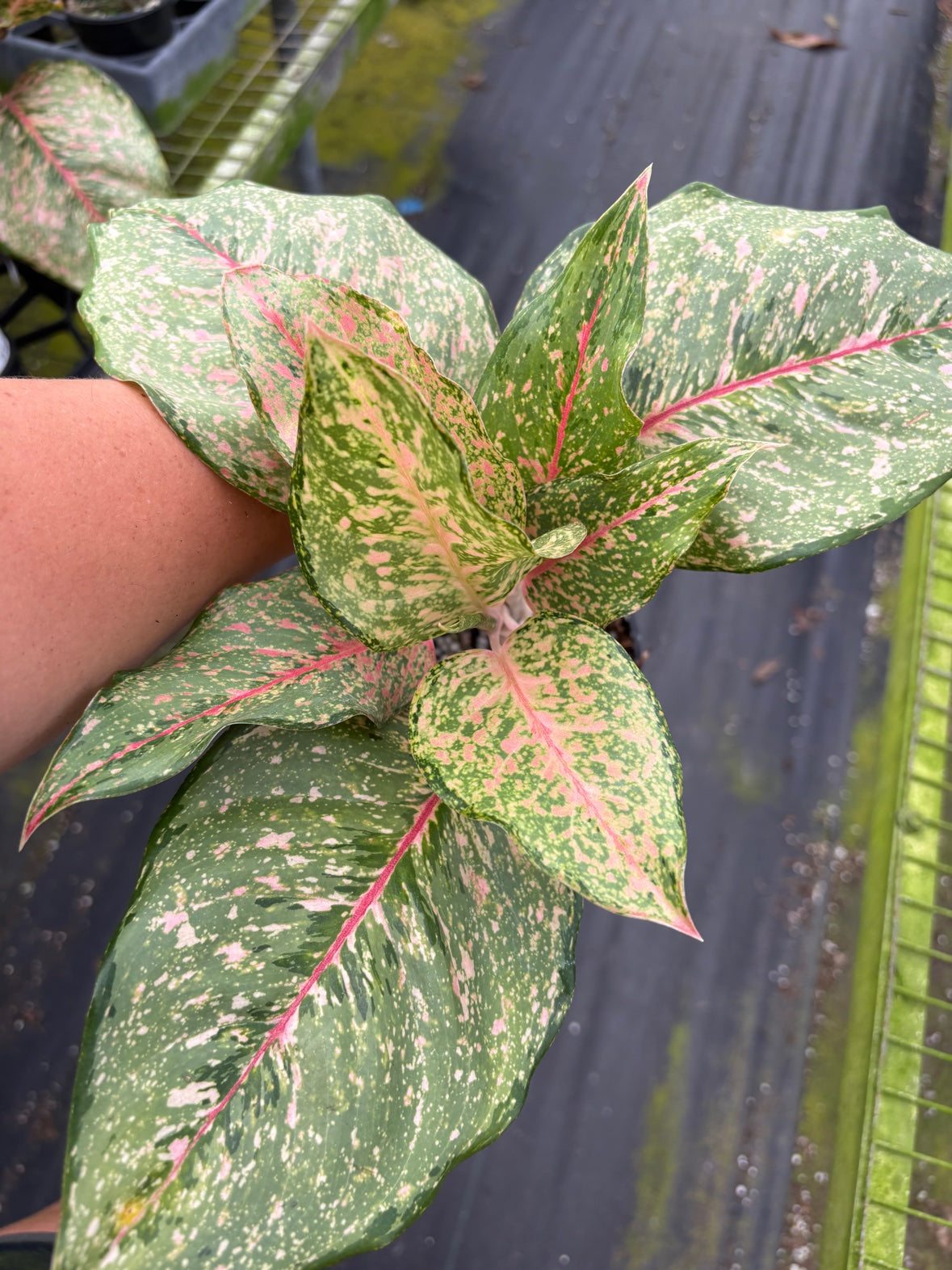 Aglaonema Fortune