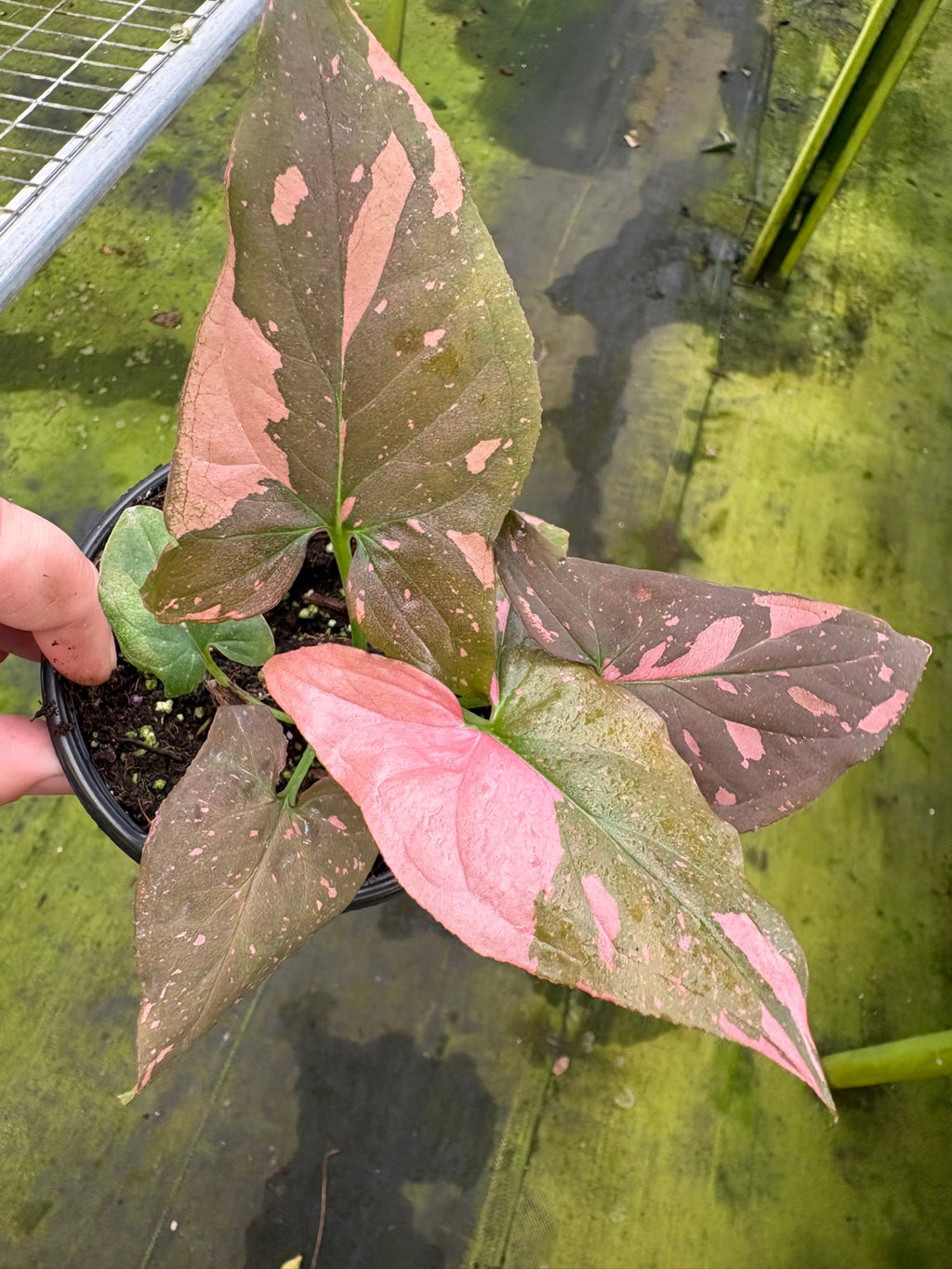 Pink Splash Syngonium