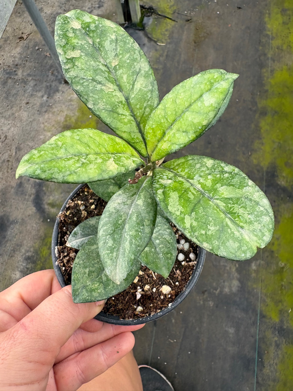 Hoya Crassipetiolata Splash