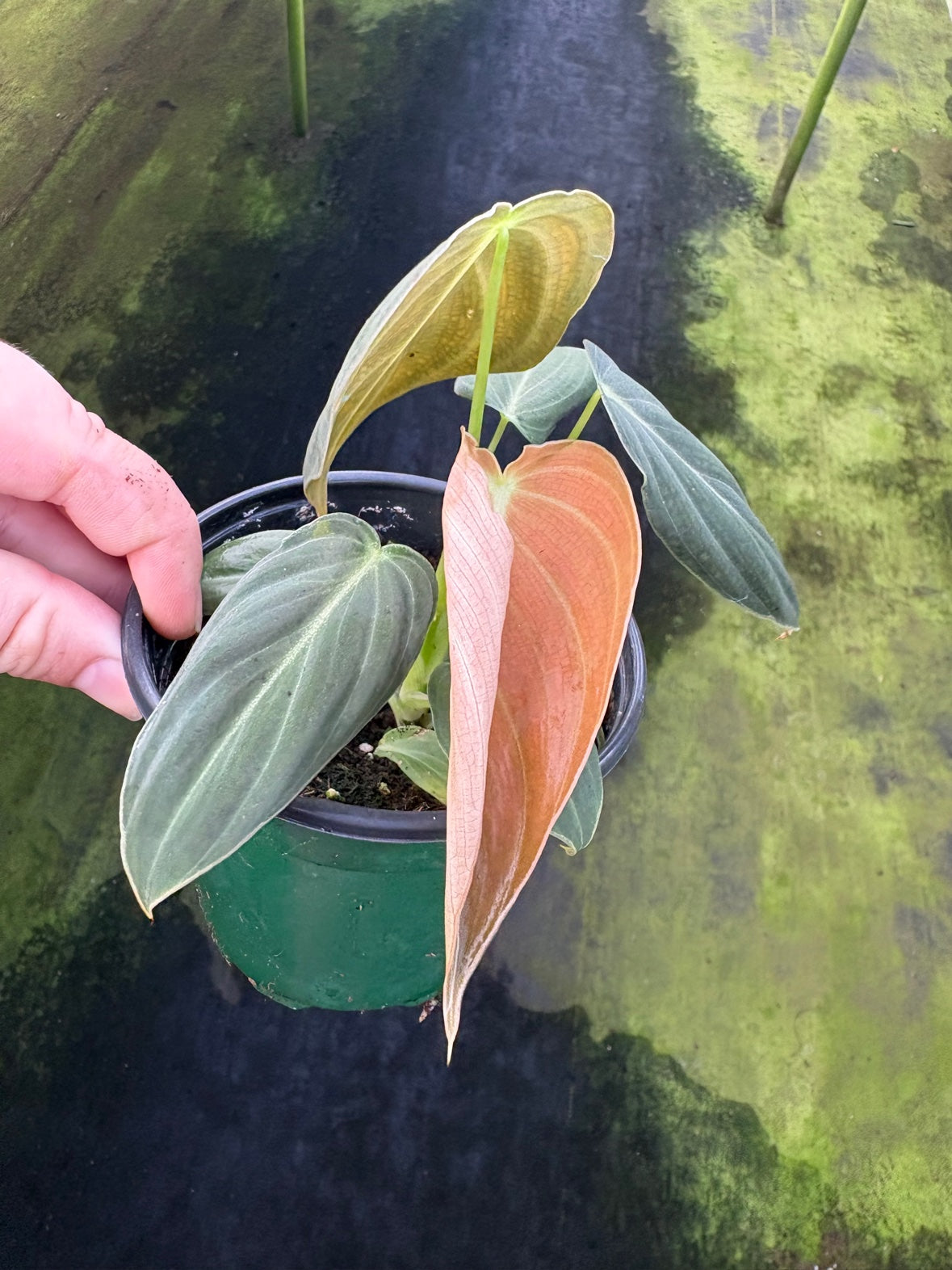 Philodendron Melanochrysum