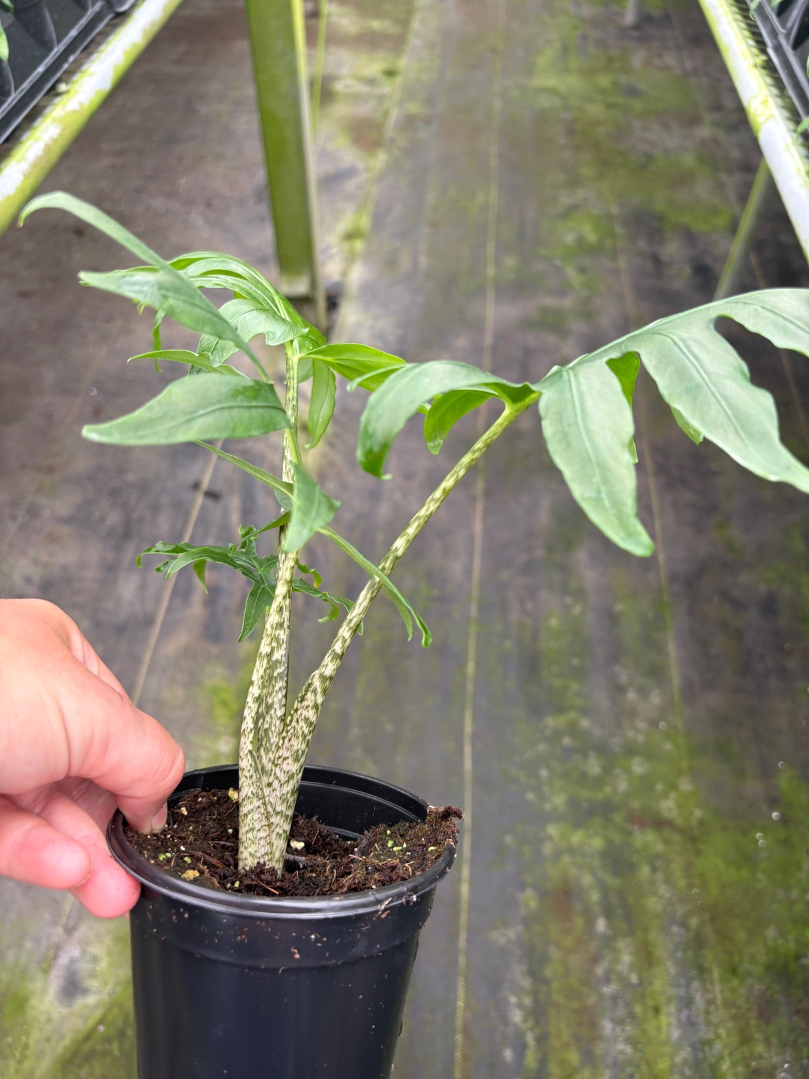 Alocasia Brancifolia