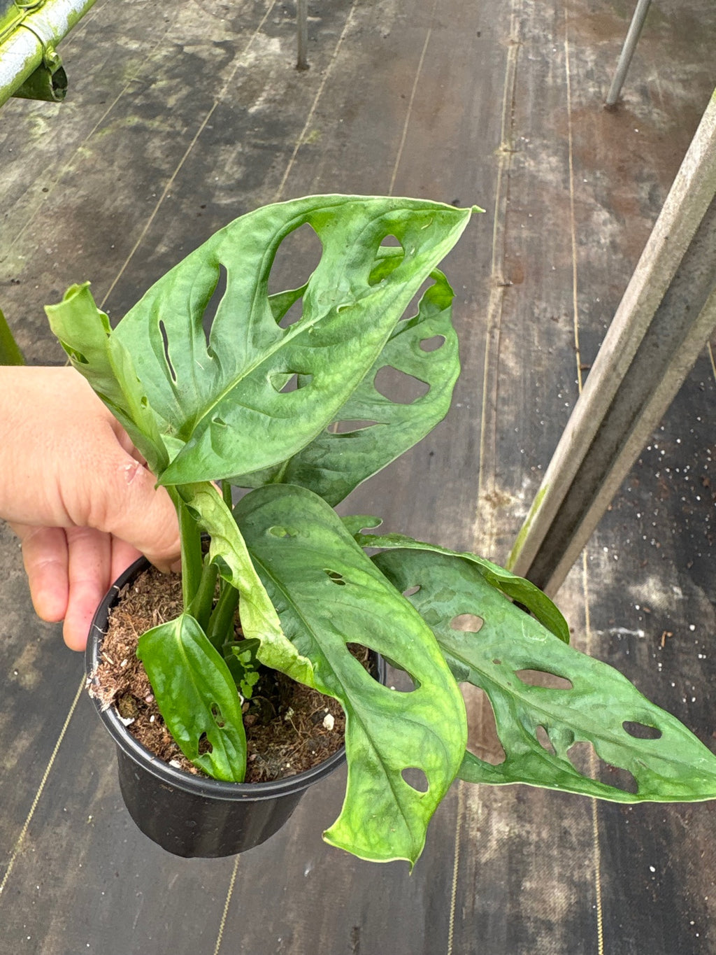 Monstera Adansonii Swiss Cheese Wide Leaf