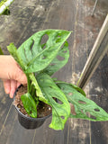Monstera Adansonii Swiss Cheese Wide Leaf