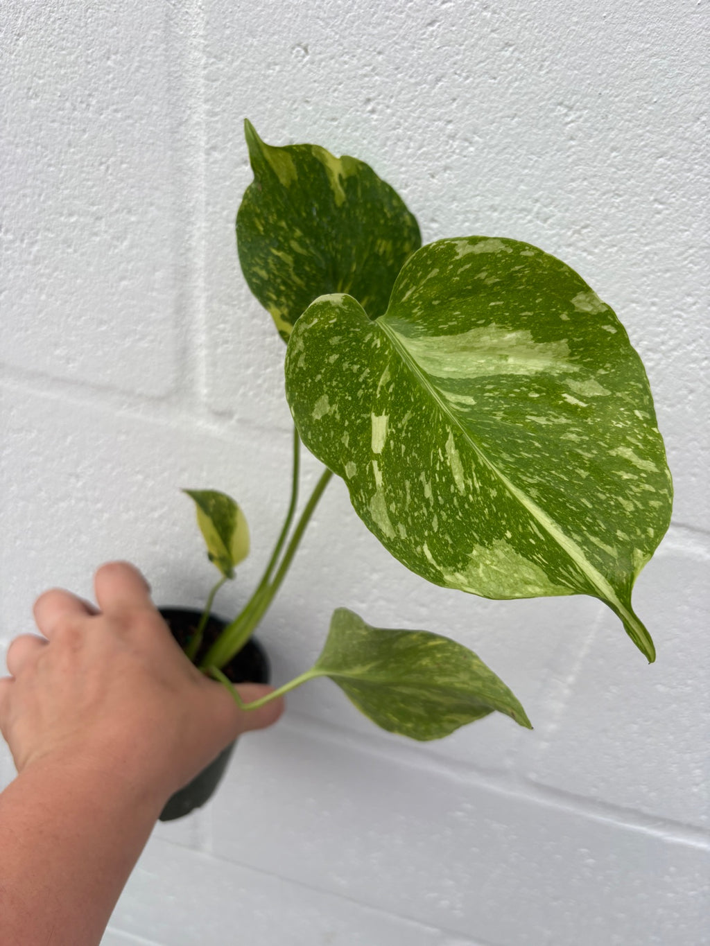 Monstera Electrolyte