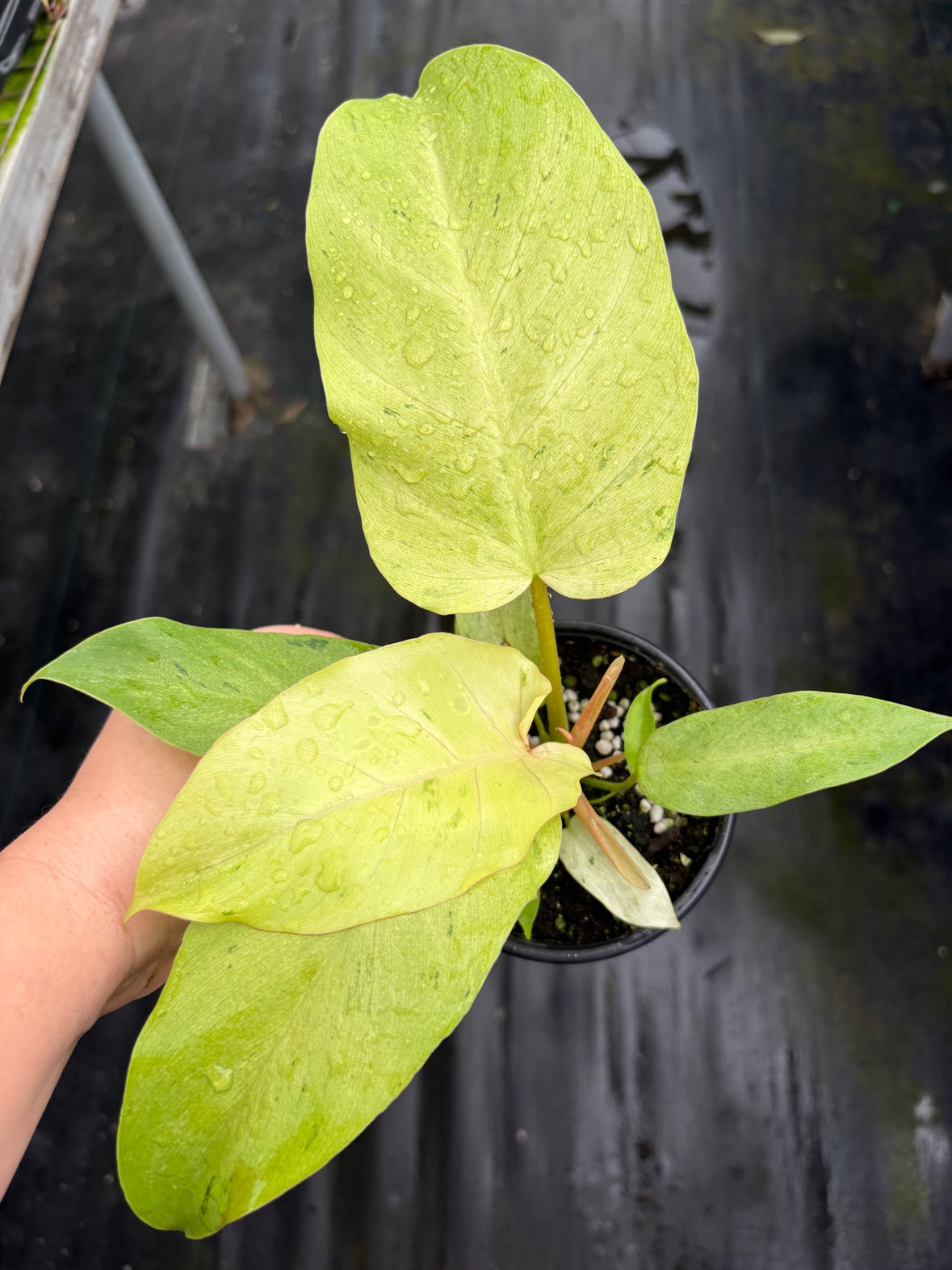 Philodendron Snowdrift
