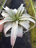 Airplant Tillandsia Xerographica