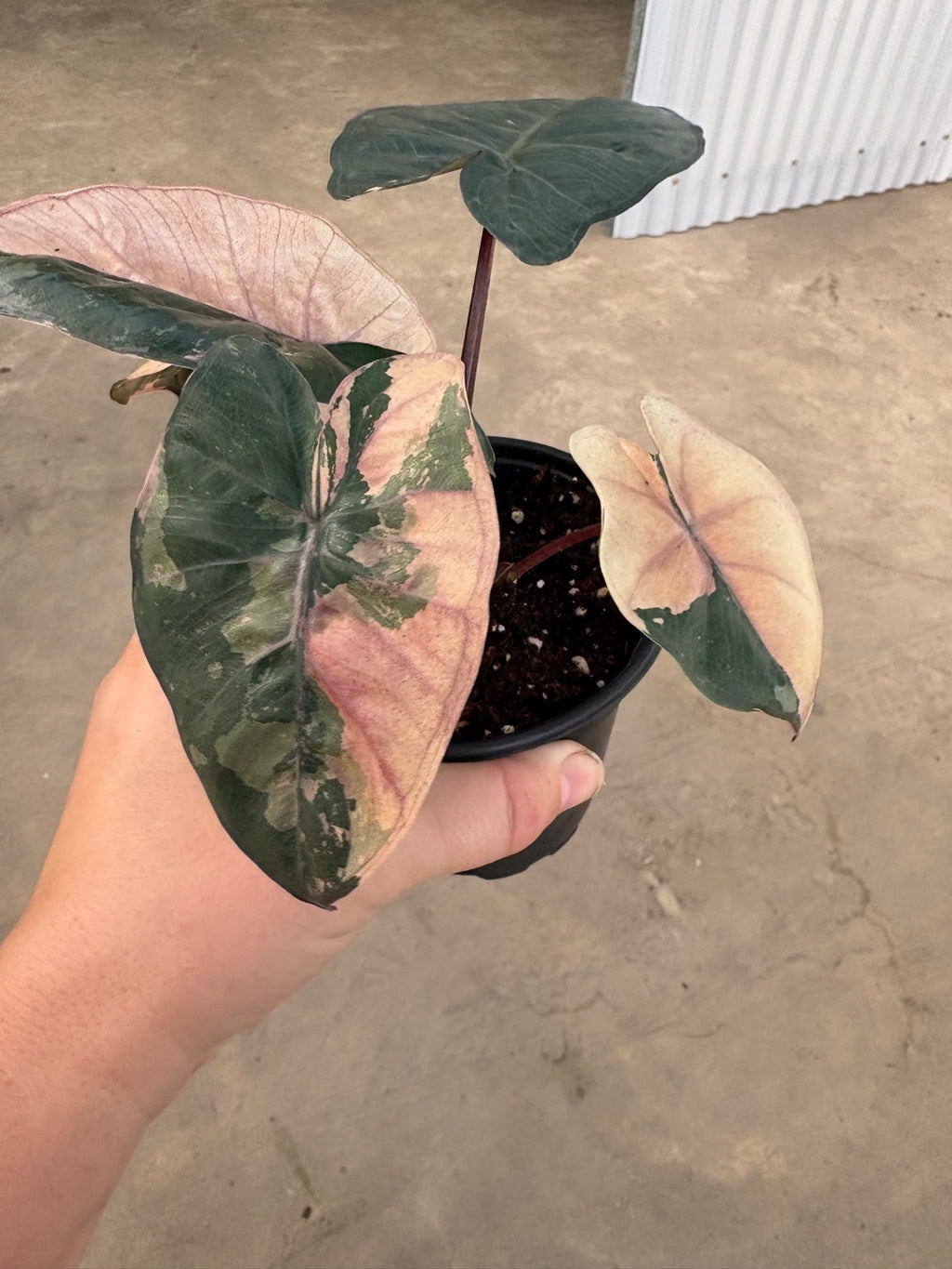 Pink Yucatan Princess Alocasia