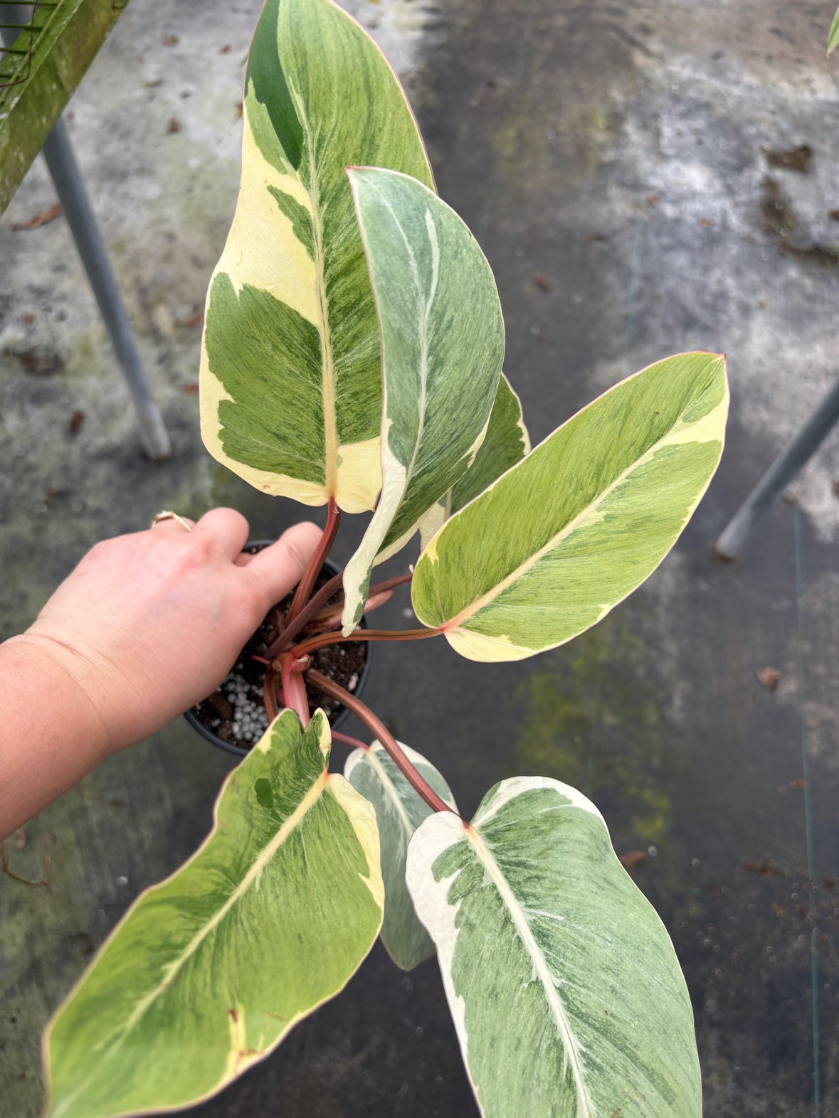 Philodendron Shady Lady