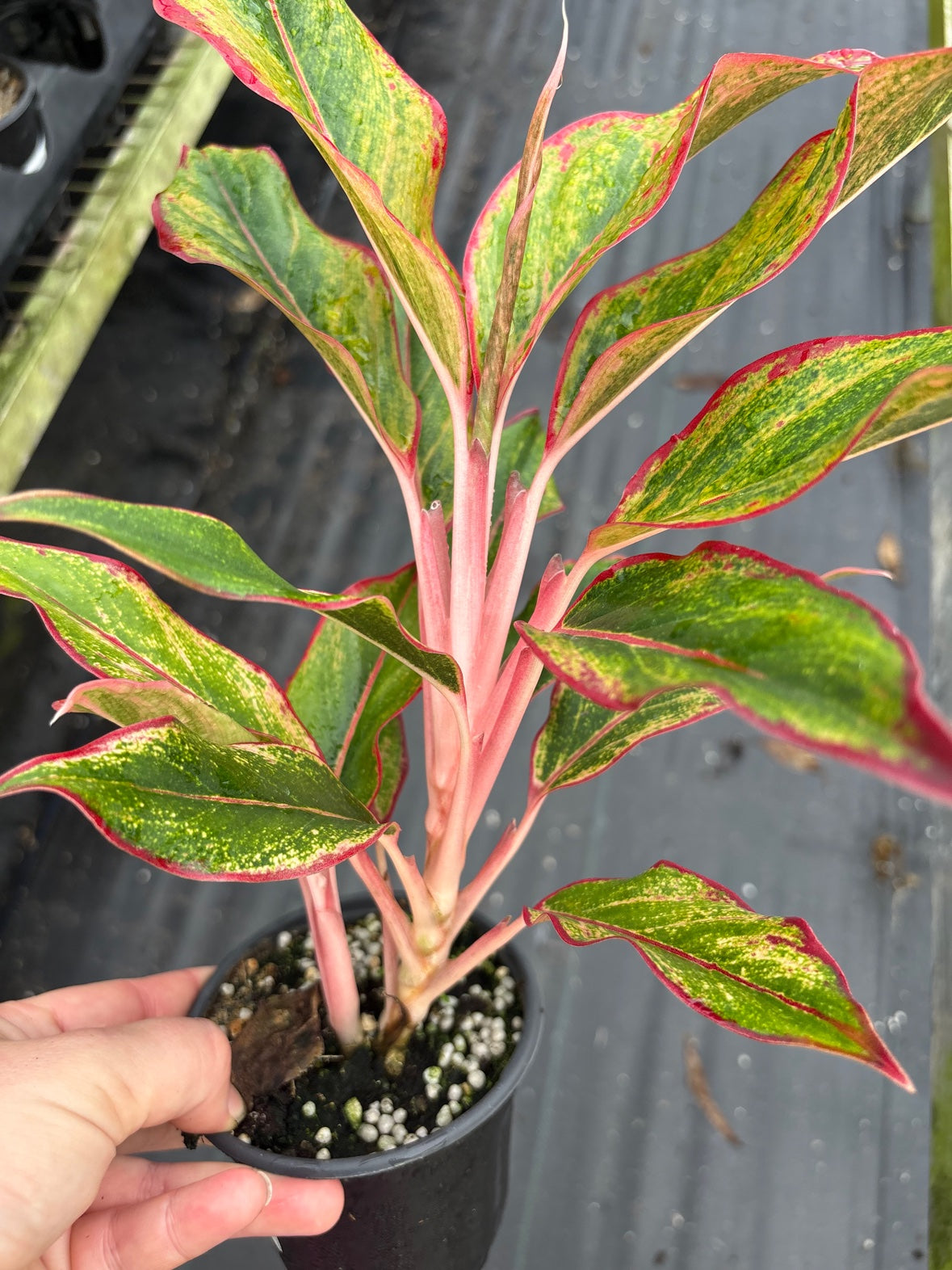 Aurora Siam Aglaonema