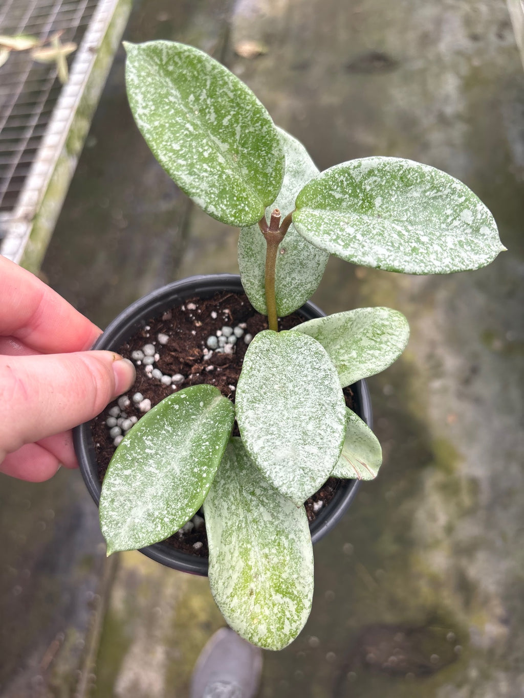 Hoya Nova Ghost