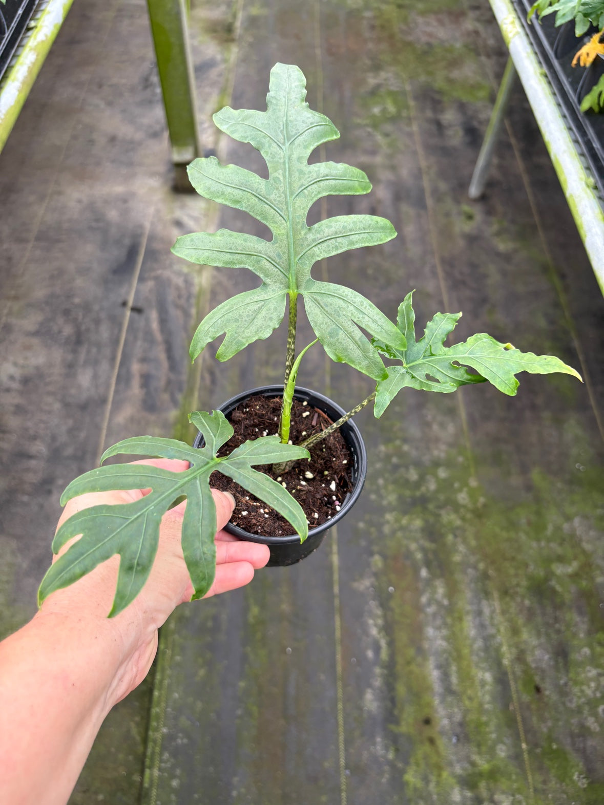 Alocasia Brancifolia