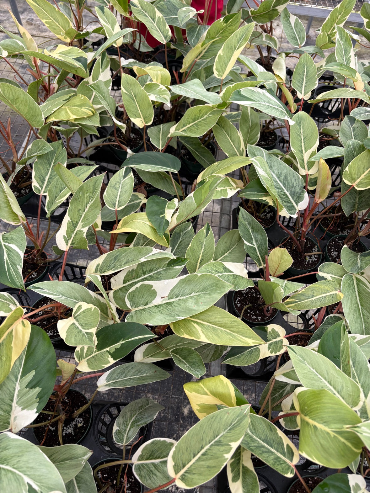 Philodendron Shady Lady