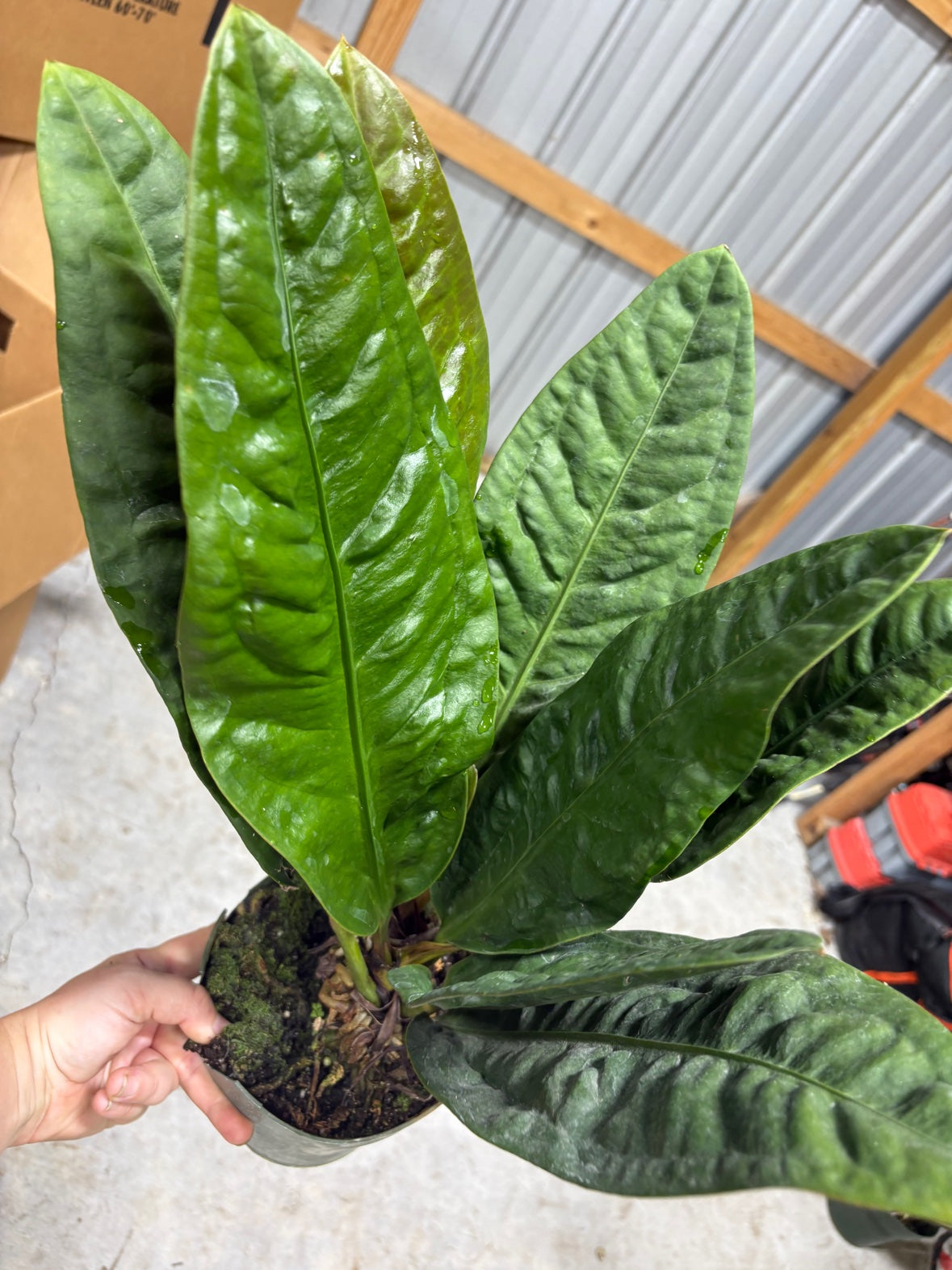 Anthurium Superbum