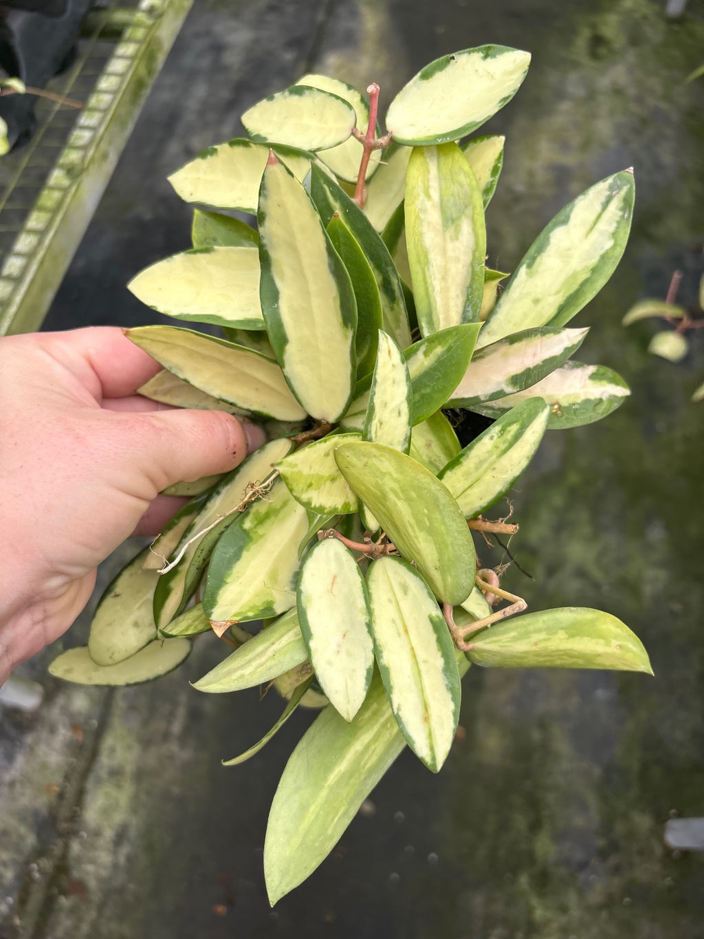 Hoya Acuta