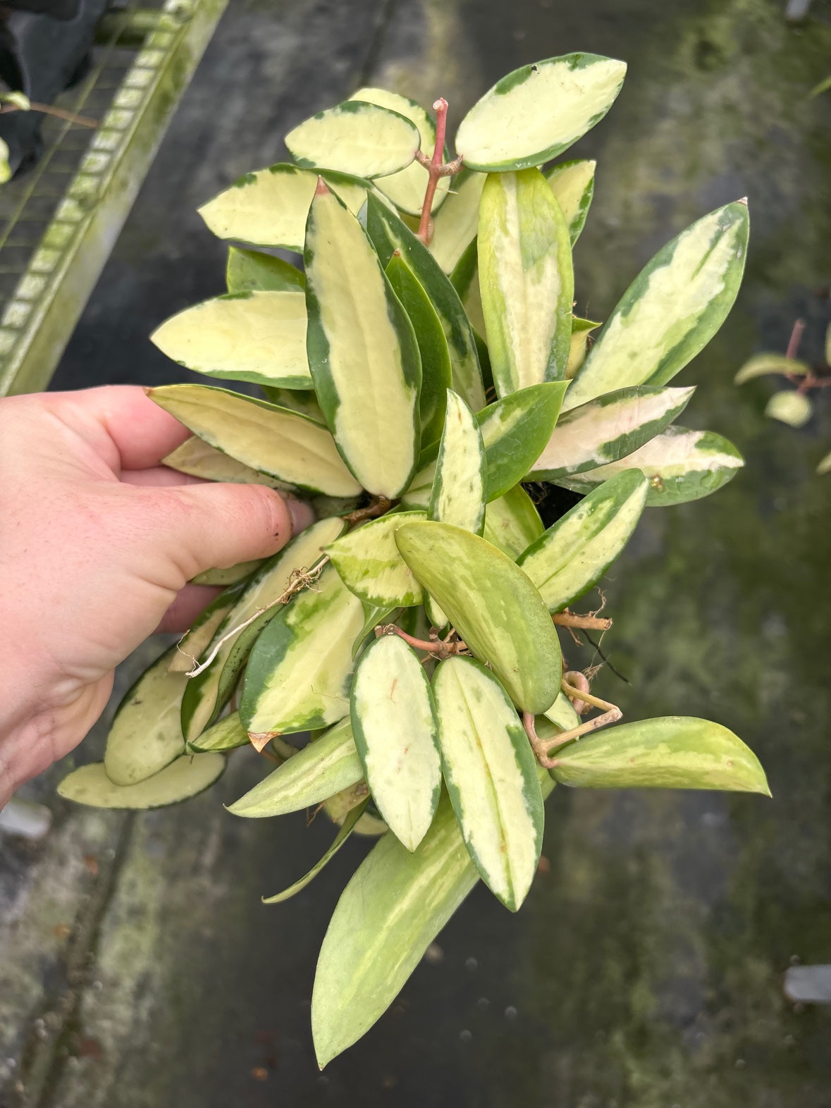 Hoya Acuta