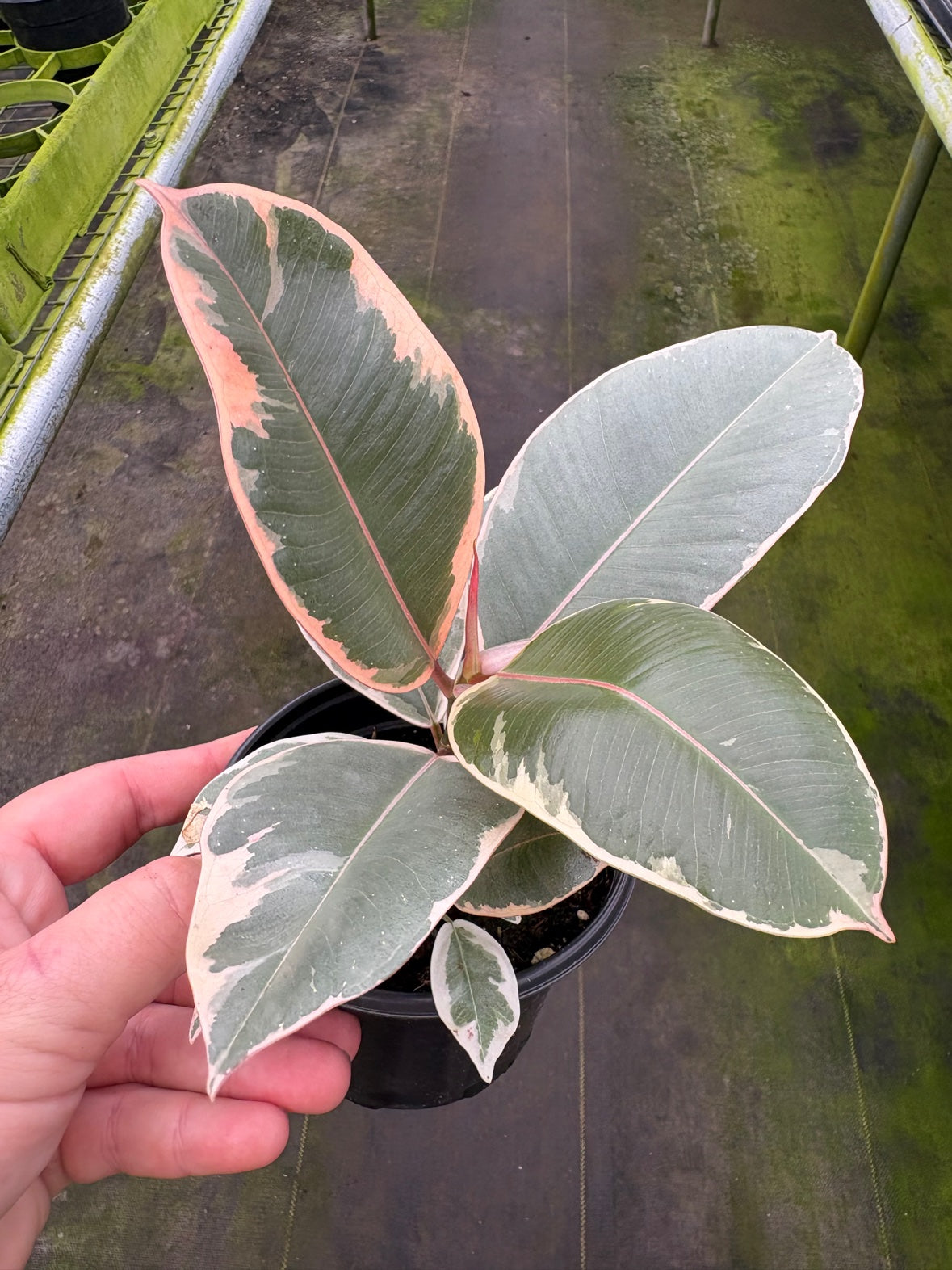 Ficus Ruby