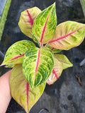 Aglaonema Jackpot
