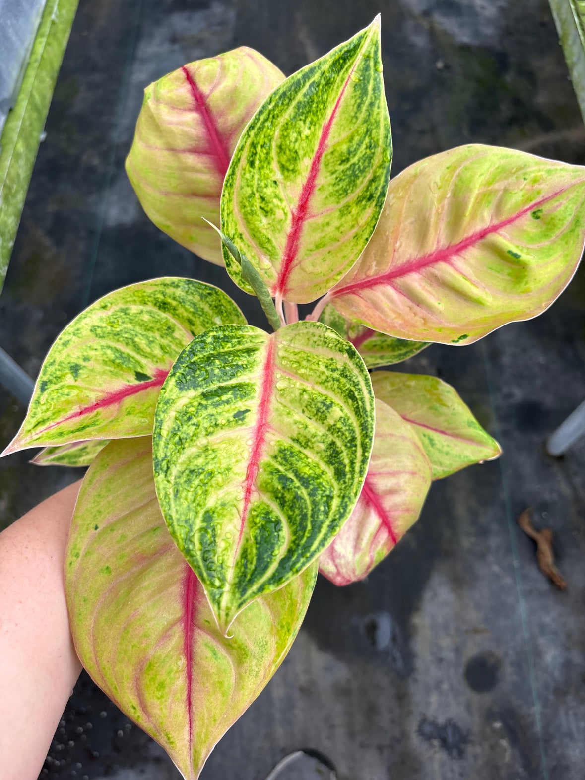Aglaonema Jackpot