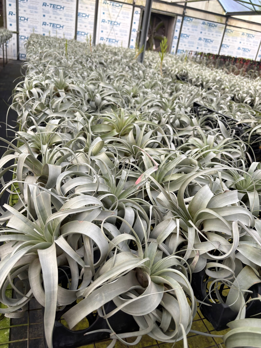 Airplant Tillandsia Xerographica