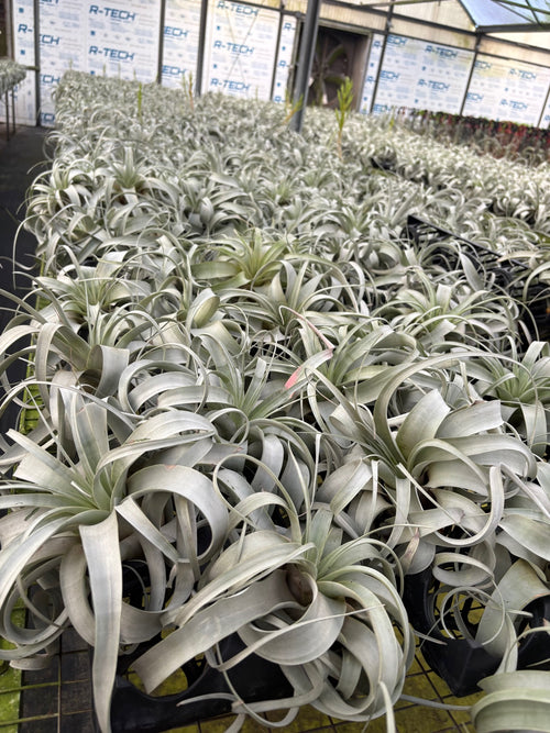 Airplant Tillandsia Xerographica