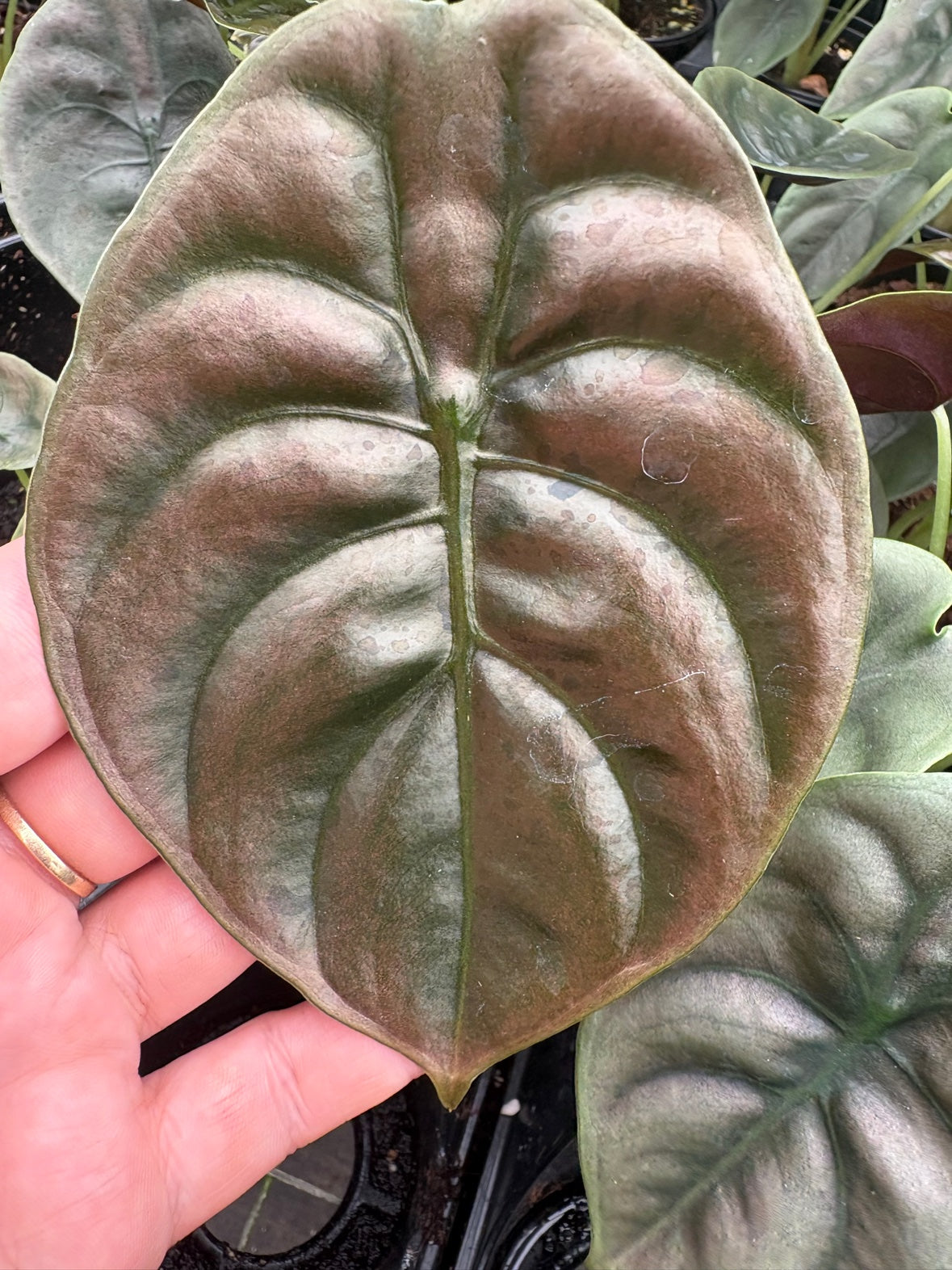 Alocasia Cuprea