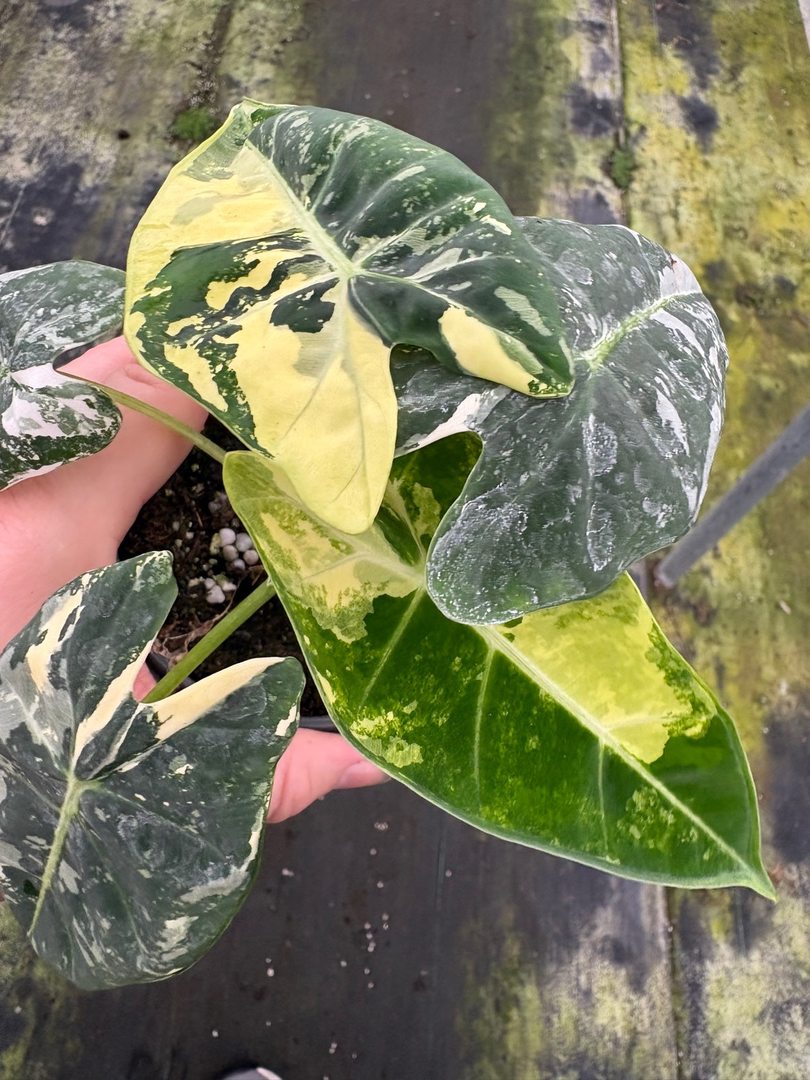Variegated Alocasia Frydek