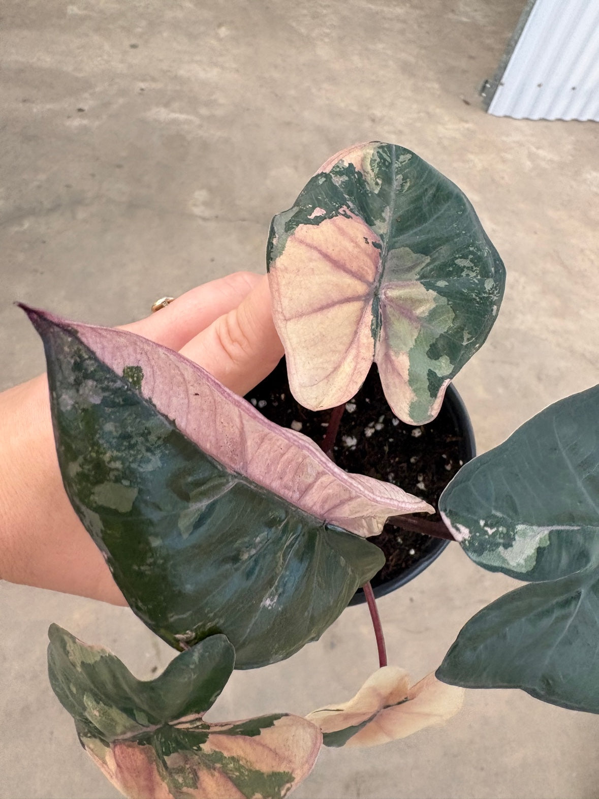 Pink Yucatan Princess Alocasia