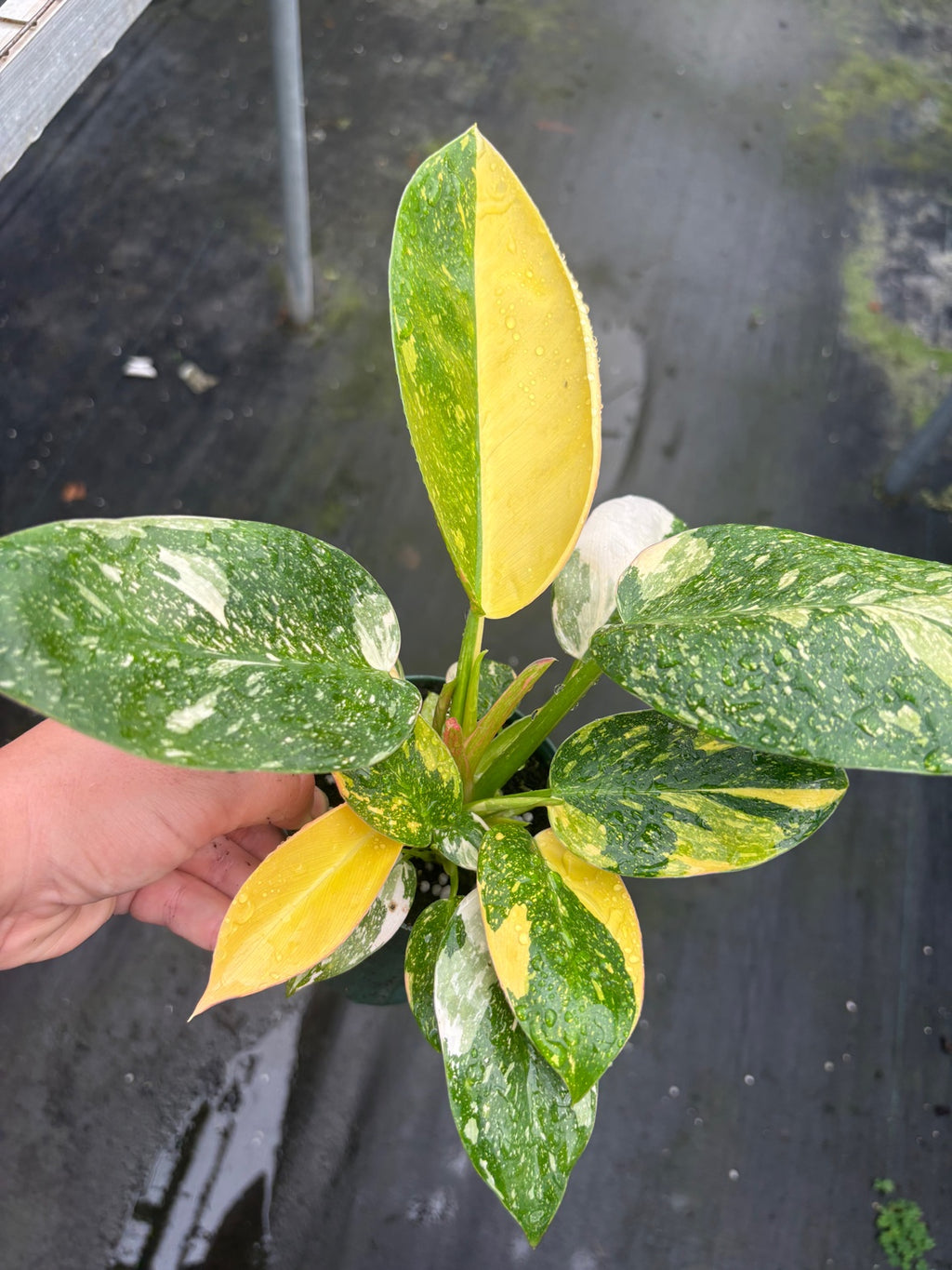 Philodendron Congo Nuclear