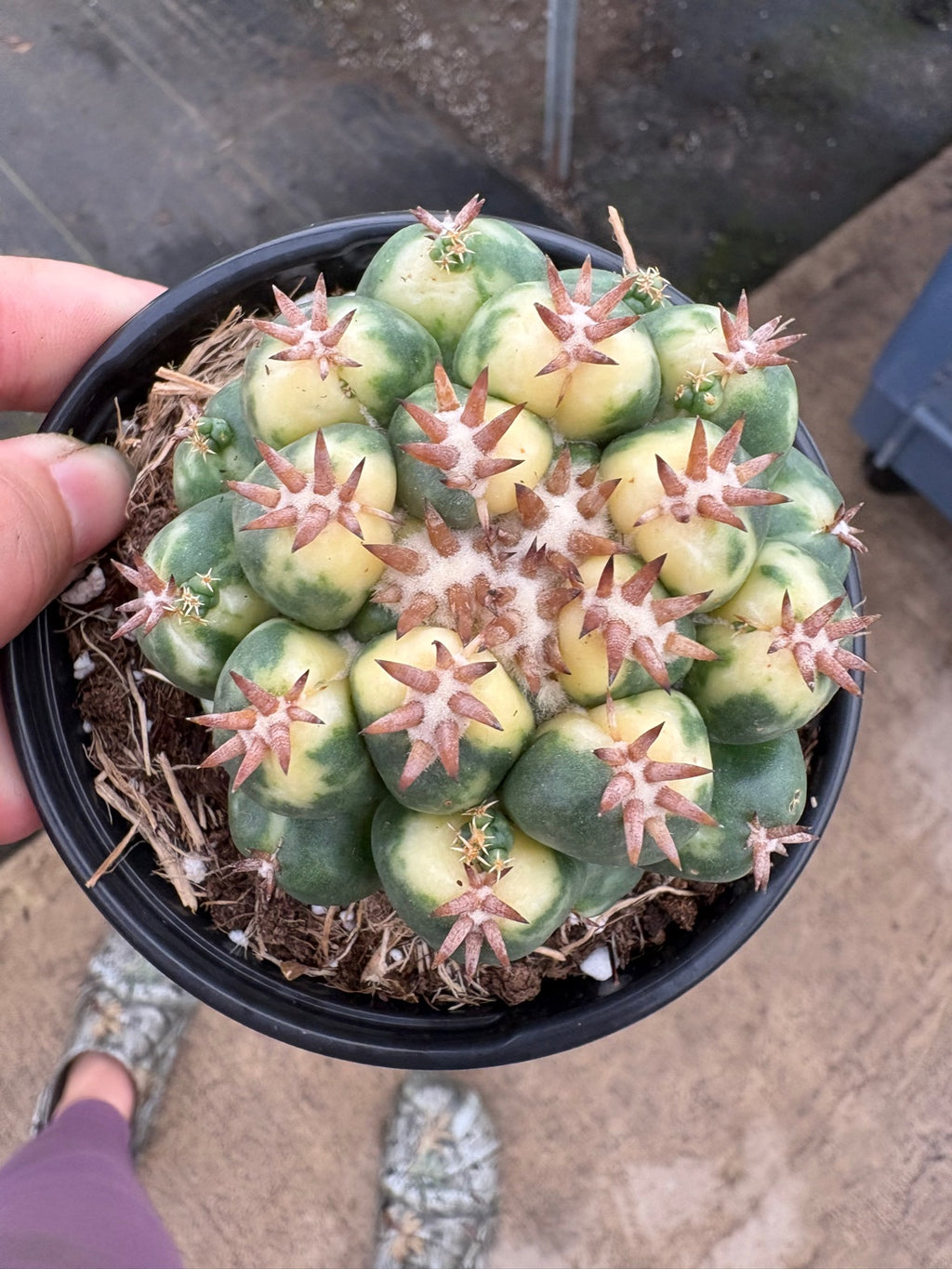 Variegated Beehive Cactus