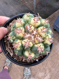 Variegated Beehive Cactus