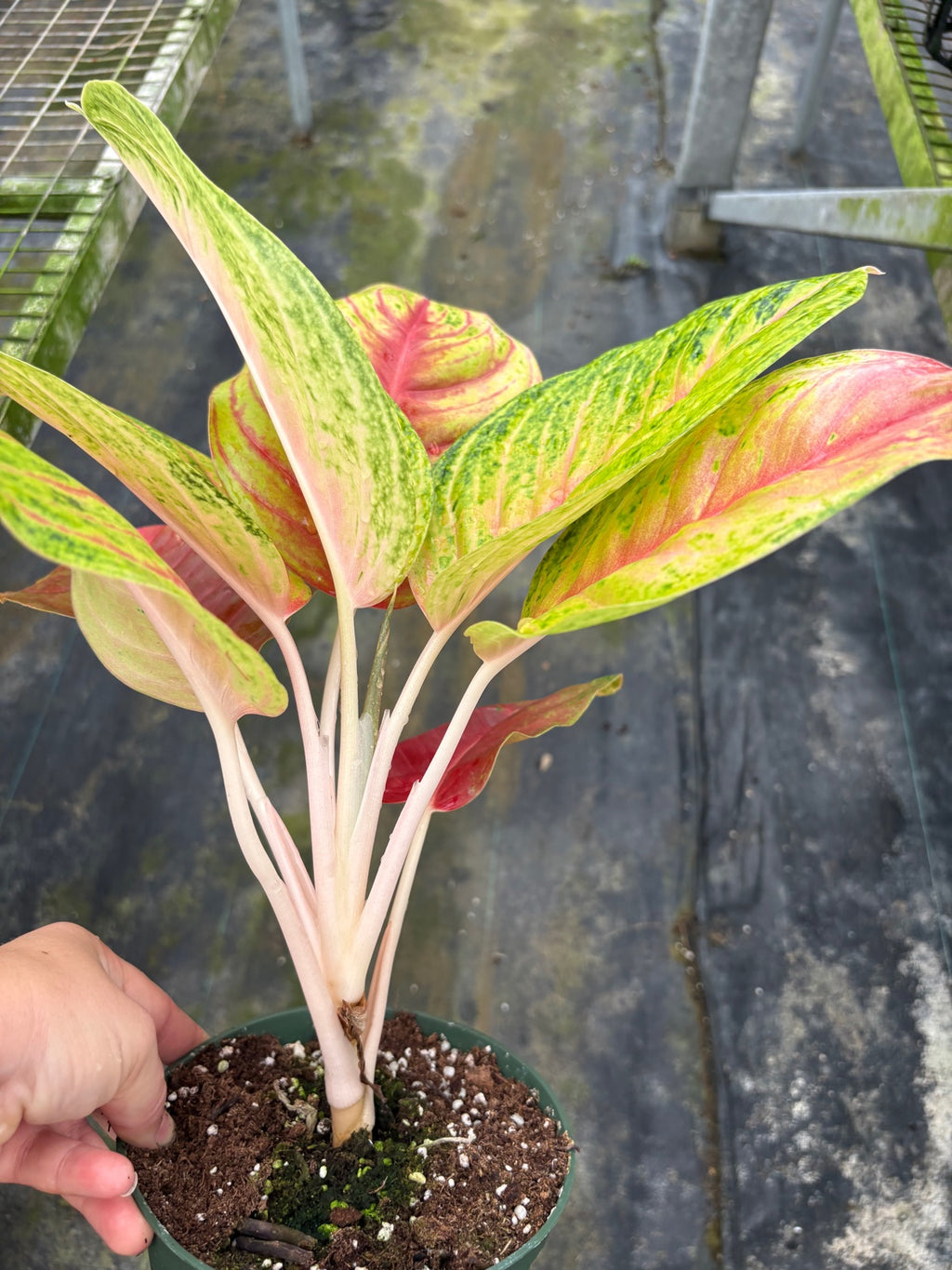 Aglaonema Full House