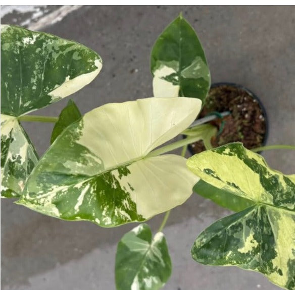 Variegated Okinawa mother plant - not for sale
